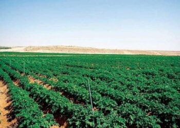 السعودية تخطط لرفع التمويل الزراعي إلى ملياري دولار خلال 2024