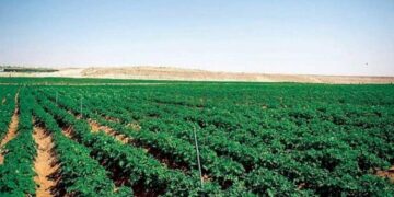 السعودية تخطط لرفع التمويل الزراعي إلى ملياري دولار خلال 2024
