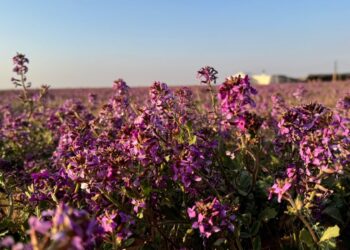 زهرة الخزامى” ترسم لوحة طبيعية فريدة في صحاري منطقة الجوف‬