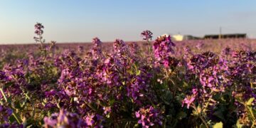 زهرة الخزامى” ترسم لوحة طبيعية فريدة في صحاري منطقة الجوف‬