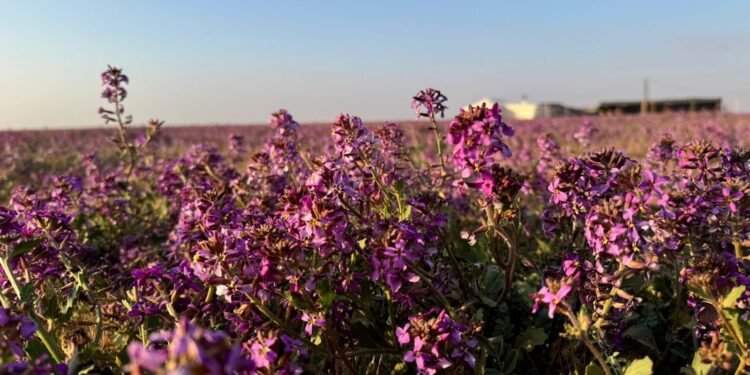 زهرة الخزامى” ترسم لوحة طبيعية فريدة في صحاري منطقة الجوف‬