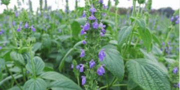 تفاصيل نجاح توطين زراعة نبات الشيا لدعم الاستدامة البيئية