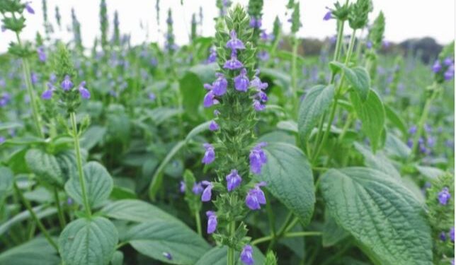 تفاصيل نجاح توطين زراعة نبات الشيا لدعم الاستدامة البيئية