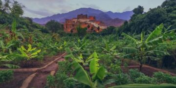 مبادرة السعودية الخضراء تواصل إحراز تقدّم ملموس.. إنجازات تتوالى لبناء غدٍ مزدهر في المملكة