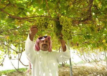 الاكتفاء الذاتي من المحصول يقترب.. وفرة في إنتاج العنب السعودي تتجاوز 122 ألف طن سنويًا