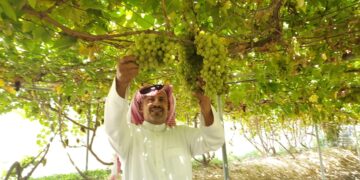 الاكتفاء الذاتي من المحصول يقترب.. وفرة في إنتاج العنب السعودي تتجاوز 122 ألف طن سنويًا