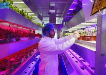 باحثون سعوديون يبتكرون تقنية لزراعة الزعفران وإنتاجه خلال 10 أيام