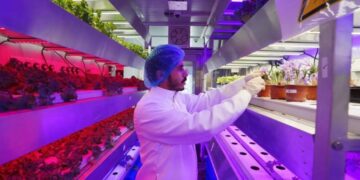 باحثون سعوديون يبتكرون تقنية لزراعة الزعفران وإنتاجه خلال 10 أيام