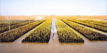 “مروج” تتمكن من زراعة 2.4 مليون شجرة مانجروف لتعزيز استدامة السواحل في المملكة