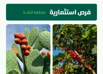 بشرى للمستثمرين.. 5 فرص استثمارية لإنشاء مدن زراعية للبن والتين الشوكي بالباحة