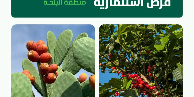 بشرى للمستثمرين.. 5 فرص استثمارية لإنشاء مدن زراعية للبن والتين الشوكي بالباحة
