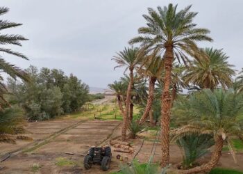 أهالي العُلا.. بين عشق المزارع وأجواء رمضان العائلية