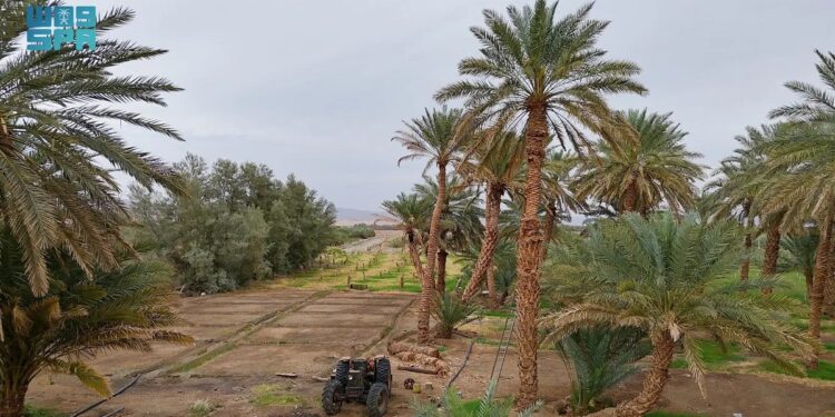أهالي العُلا.. بين عشق المزارع وأجواء رمضان العائلية