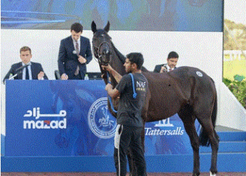 خلال ساعات.. نادي راشد للفروسية ينظم «مزاد الخيل» السنوي