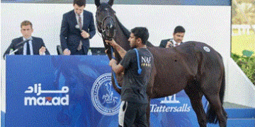خلال ساعات.. نادي راشد للفروسية ينظم «مزاد الخيل» السنوي