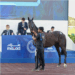 خلال ساعات.. نادي راشد للفروسية ينظم «مزاد الخيل» السنوي
