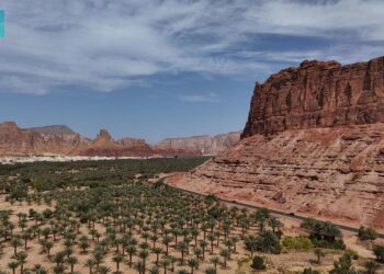 نخيل العُلا.. واحات وارفة تمتد على 16 ألف هكتار وتنتج أكثر من 116 ألف طن من التمور المتنوعة سنويًا