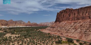 نخيل العُلا.. واحات وارفة تمتد على 16 ألف هكتار وتنتج أكثر من 116 ألف طن من التمور المتنوعة سنويًا