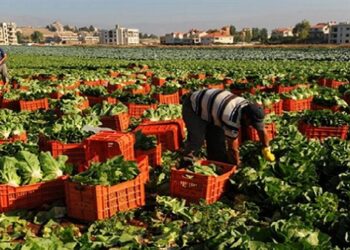 المحاصيل الزراعية في العُلا.. تنوع غني يزين موائد رمضان