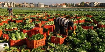 المحاصيل الزراعية في العُلا.. تنوع غني يزين موائد رمضان