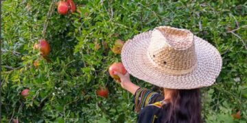 أطعمة طازجة على الإفطار والسحور.. محاصيل الباحة الموسمية تزين موائد رمضان وتعزز الاقتصاد المحلي