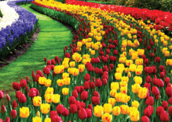 بيع الورود ينعش أسواق تبوك في عيد الفطر المبارك