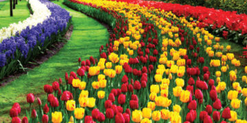 بيع الورود ينعش أسواق تبوك في عيد الفطر المبارك