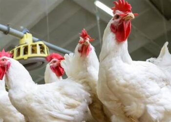 يزورون تواريخ الصلاحية.. “التجارة” تضبط استراحة تُستخدم للغش في منتجات الدواجن