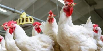 يزورون تواريخ الصلاحية.. “التجارة” تضبط استراحة تُستخدم للغش في منتجات الدواجن