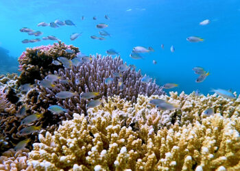 عبر محطات استراتيجية.. “كاوست” تشهد تحولًا نوعيًا في مبادرة إحياء الشعاب المرجانية