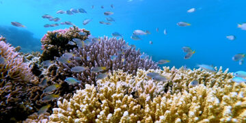 عبر محطات استراتيجية.. “كاوست” تشهد تحولًا نوعيًا في مبادرة إحياء الشعاب المرجانية