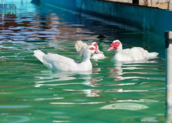 المزارع الريفية غرب رفحاء وجهة سياحية واعدة تجمع بين الترفيه والطبيعة