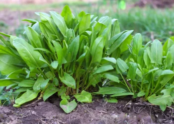 الحميض البري.. نكهة ربيعية تميز طبيعة الحدود الشمالية