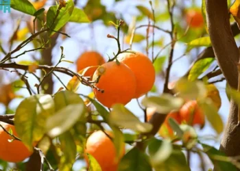 العُلا: تنوع زراعي يثري موائد رمضان بمنتجات طبيعية وطازجة