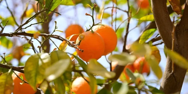 العُلا: تنوع زراعي يثري موائد رمضان بمنتجات طبيعية وطازجة