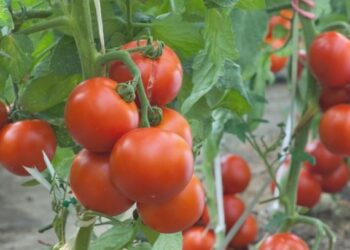 76 %.. تحقيق اكتفاء ذاتي في زراعة الطماطم