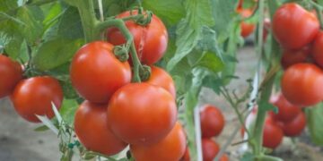 76 %.. تحقيق اكتفاء ذاتي في زراعة الطماطم
