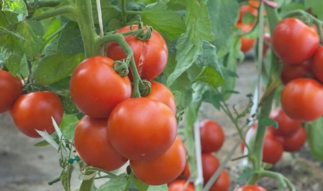 76 %.. تحقيق اكتفاء ذاتي في زراعة الطماطم