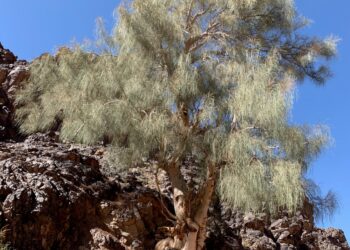 شركة بان العلا للتجارة