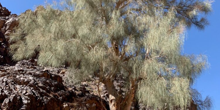 شركة بان العلا للتجارة