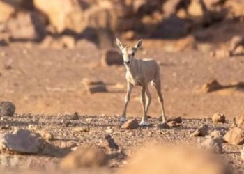 ولادة المها العربي