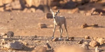 ولادة المها العربي