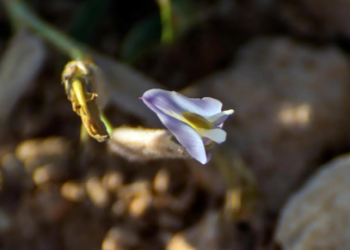 نبات القفعة