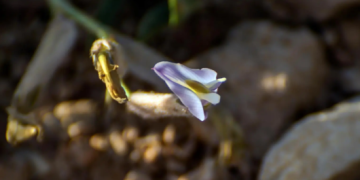 نبات القفعة