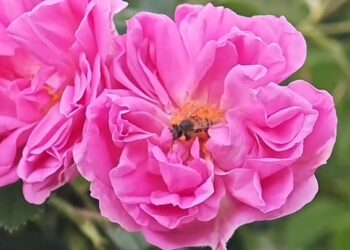 مليون وردة سنويًا… مزرعة العثمان تنثر عبير الطائف في عسير