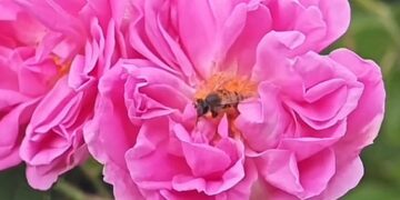 مليون وردة سنويًا… مزرعة العثمان تنثر عبير الطائف في عسير