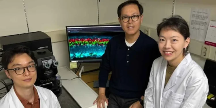 باحثون كوريون يبتكرون علاجًا يعيد البصر لأصحاب الشبكية التالفة