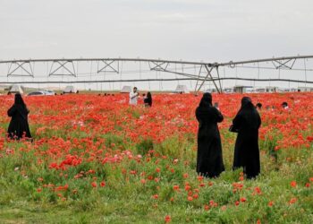 محمية الديدحان في حائل تجذب الزوار بعروض طبيعية مميزة