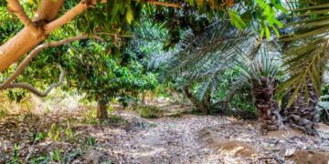 «19 مدينة زراعية على مساحة 36,699,393 مترًا».. الباحة نموذج رائد في السعودية لتحقيق التنمية المستدامة