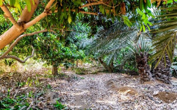 «19 مدينة زراعية على مساحة 36,699,393 مترًا».. الباحة نموذج رائد في السعودية لتحقيق التنمية المستدامة